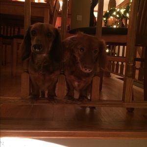 Meet your Posher, Barb